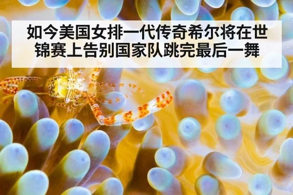 如今美国女排一代传奇希尔将在世锦赛上告别国家队跳完最后一舞